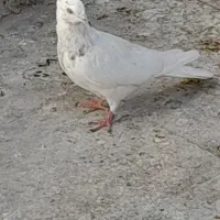 یه دونه جوجه کفتر  پرشی کله خالدار