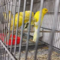 قناری همه مدل