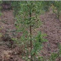 فروش نهال گردو و بادام و صنوبر در نهالستان