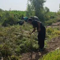 خریدار چوب،درخت|خدمات باغبانی و درختکاری|دزفول, |دیوار