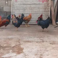 خروس|حیوانات مزرعه|نورآباد, |دیوار