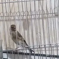 سهره قناری جوجه 6ماه