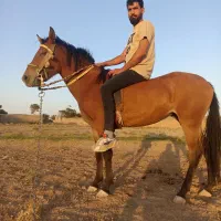 کره مادیون کرد
