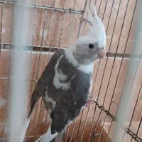 عروس هلندی ابلغ البینو|پرنده|شبانکاره, |دیوار