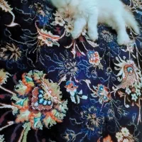 گربه سفید|گربه|تهران, شمشیری|دیوار