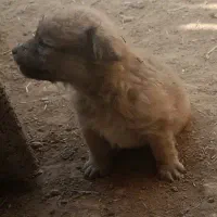 سگ پاکوتاه