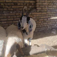 بزغاله اووست