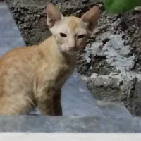 واگذاری ...سه ماهه