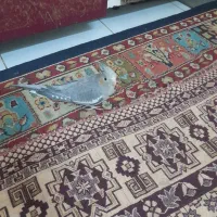 عروس هلندی اهویی دوماهه