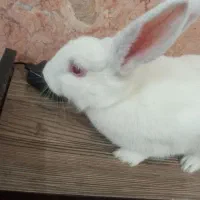 خرگوش بازیگوش|موش و خرگوش|مشهد, شهید قربانی|دیوار