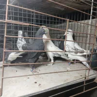 کفتر شکار دونه ۱۵۰ چاک. یا علی