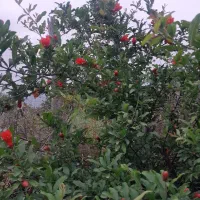 زمین نزدیک به بافت