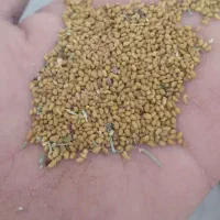 بذر یونجه|عمده‌فروشی|قم, لسانی|دیوار