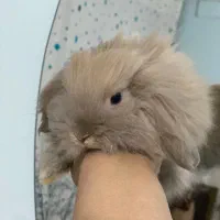 خرگوش ترکیش