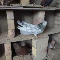 کبوترزیباوکمیاب|پرنده|ابهر, |دیوار