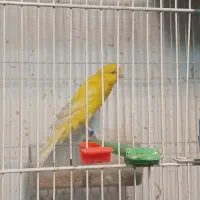 قناری کشیده بلند و رسمی