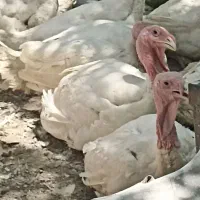 بوقلمون نر