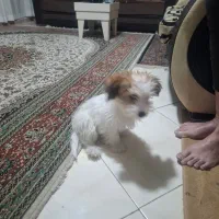 واگذاری سگ|سگ|کرمان, |دیوار