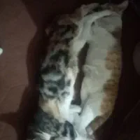 واگذاری رایگان بچه گربه اهلی خانگی گنبد کاووس|گربه|گنبد کاووس, |دیوار