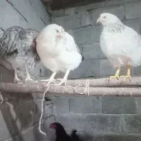 نیمچه ومرغ وخروس