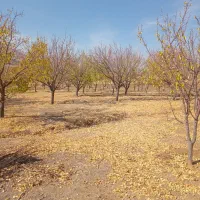 زمین کشاورزی ابی