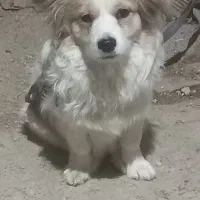 سگ اشپیتز،دوساله|سگ|شهرکرد, |دیوار