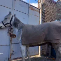 اسب مادیان سفید