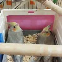 عروس هلندی زیبا و کشیده|پرنده|کلاچای, |دیوار