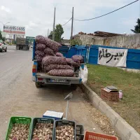 سیر طارم