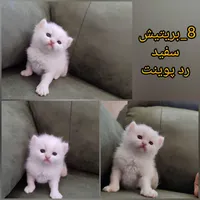 گربه های اشرافی|گربه|مشهد, احمدآباد|دیوار