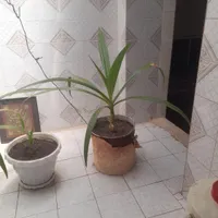 گل موز