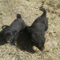 واگزاری سگ|سگ|خرمدره, |دیوار