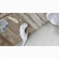 واکذاری دو عدد گربه