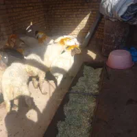 میش بره|حیوانات مزرعه|فیروزآباد (لرستان), |دیوار