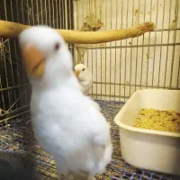 جفت گرینچک جوجه برزیلی|پرنده|قرچک, زیبا شهر|دیوار