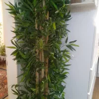 درختچه بامبو