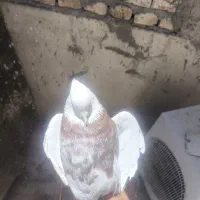 تعدادی طوقی