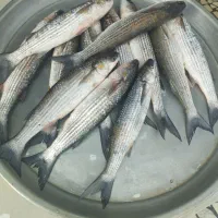 فروش ماهی سفید