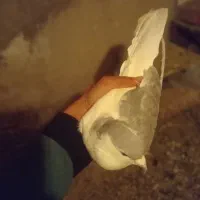 نر چپ الماسی شقه|پرنده|کرمان, |دیوار