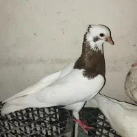 کبوتر پرشی