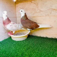 (کبوتر آس )