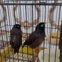 مرغ مینا سخنگو|پرنده|اهواز, نبوت|دیوار