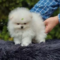 سگ پامر نژاد دار