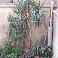 ۳ عدد گل یوکا بزرگ|گل و گیاه طبیعی|تهران, زنجان جنوبی|دیوار