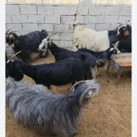 فروش بزترکی
