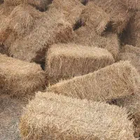 پرس‌گندم