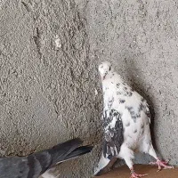 کفتر کاشانی|پرنده|حمیدیا, |دیوار