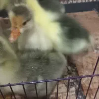 جوجه قو اصل