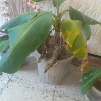 فروش گل طبیعی