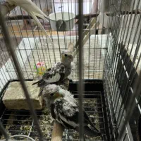 عروس هلندی|پرنده|شاهین‌شهر, شهرک ردانی پور|دیوار